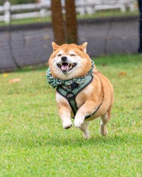 良い笑顔！（画像提供：柴犬たけちよさん）