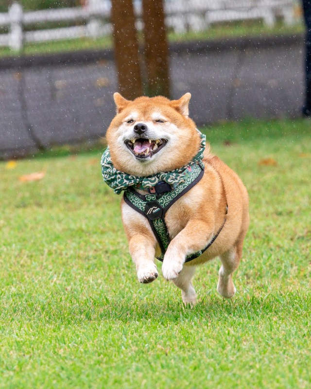 良い笑顔！（画像提供：柴犬たけちよさん）