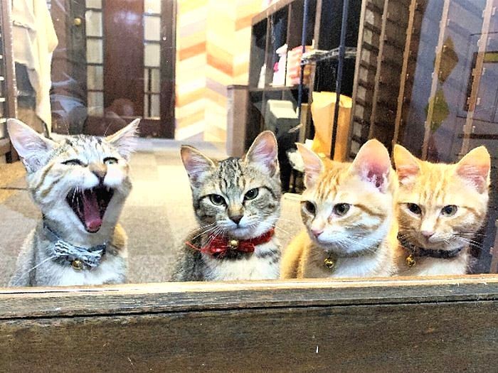 朝のお出迎え。左から、しるこ、あずき、きなこ、だいず（しまや出版提供）