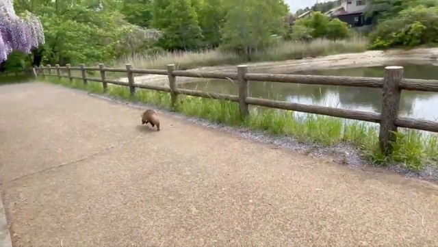 「タタタタタッ！」（動画からキャプチャー／提供：ゆきっぺさん）