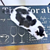 墨汁を垂らしたような毛色が魅力的なしょうたくん（画像提供：きよダブシャインさん）