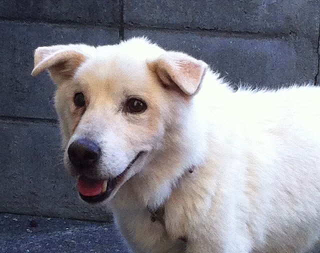 命を救われ笑顔を取り戻したヤマトくん（写真提供=一般社団法人ALL AS ONE。以下同）