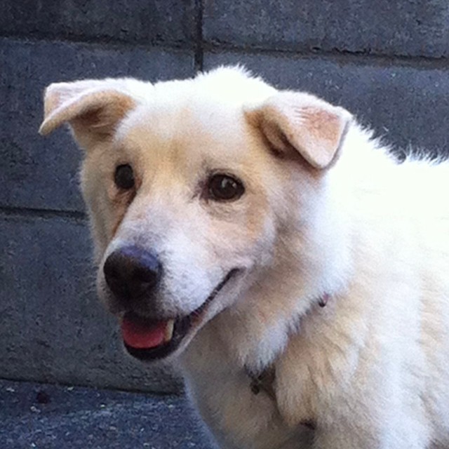 命を救われ笑顔を取り戻したヤマトくん（写真提供=一般社団法人ALL AS ONE。以下同）