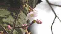 岡山市で桜が開花