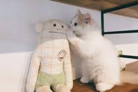 お猿さんのぬいぐるみに話しかけているようなアポロちゃん=ぽてねのアポロさん（@Hachicotton）提供
