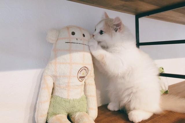 お猿さんのぬいぐるみに話しかけているようなアポロちゃん=ぽてねのアポロさん（@Hachicotton）提供
