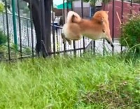 あっ、ぶつかる！（柴犬勇者むぎさん提供、Twitterよりキャプチャ撮影）