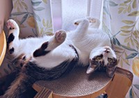 ゴロンと寝転ぶかぢめくん（画像提供：かさねさん）