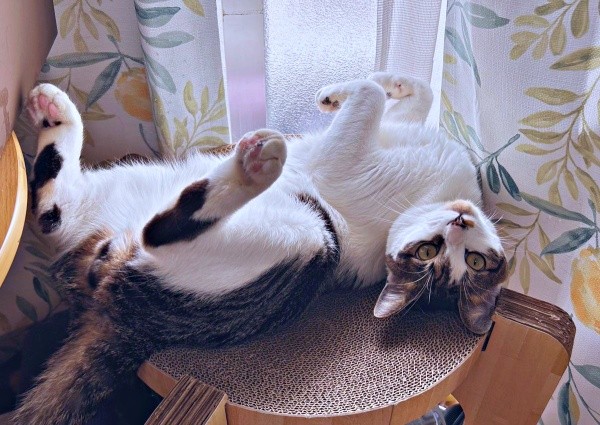 ゴロンと寝転ぶかぢめくん（画像提供：かさねさん）