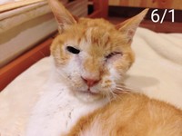 点眼から2日目の様子