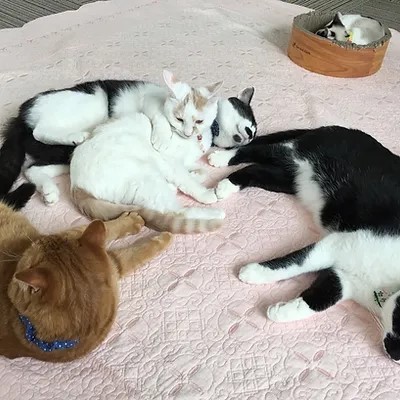 FIVの子が伸び伸びと過ごしているシェルター