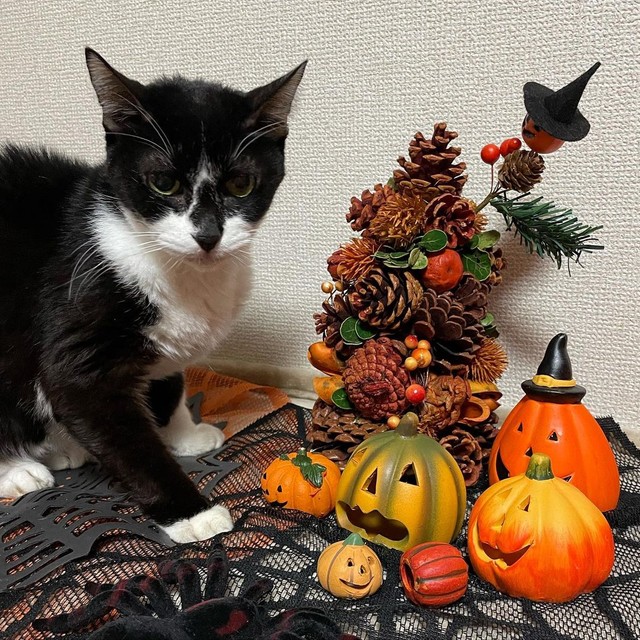 写真は嫌いだが、この日は飛び入り参加