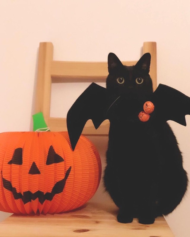 ハロウィン、似合ってる？＝nkknrkさん提供