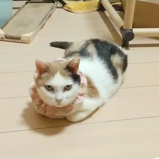 エサを食べていたのは別猫だった、薄汚れた三毛猫を保護 重度の
