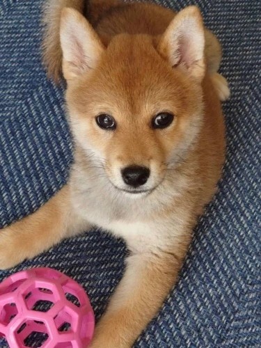 家にきたころの「ナル」