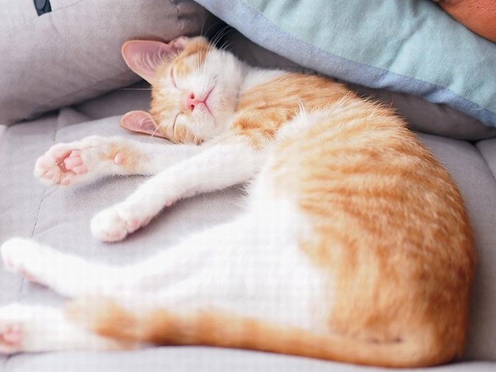 あ～、気持ちいい。ぐっすりだよ