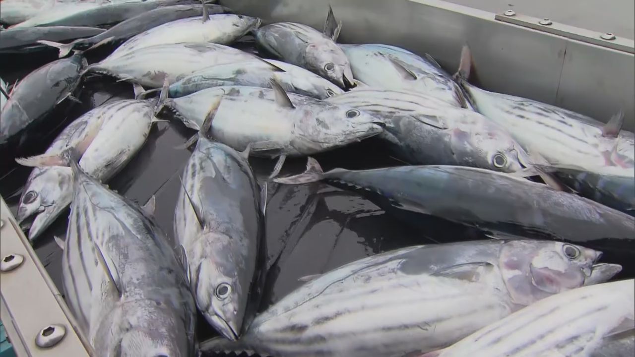 生鮮カツオ水揚げ好調　日本一奪還に向けて期待と喜び　宮城・気仙沼漁港
