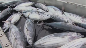 生鮮カツオ水揚げ好調　日本一奪還に向けて期待と喜び　宮城・気仙沼漁港