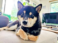 兄犬・信濃くんと人間大好きな伊織くん（画像提供：まさかずさん）
