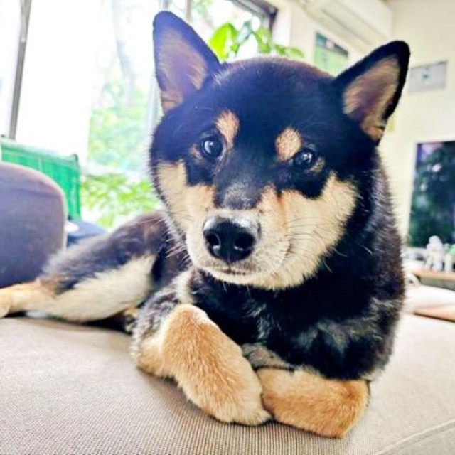 兄犬・信濃くんと人間大好きな伊織くん（画像提供：まさかずさん）