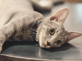 倉庫の中で野良猫が産んだ子猫　新しい家でお兄ちゃん猫に出会う