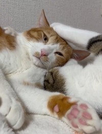 しかもかまれとる！（飼い主さん提供、Xよりキャプチャ撮影）