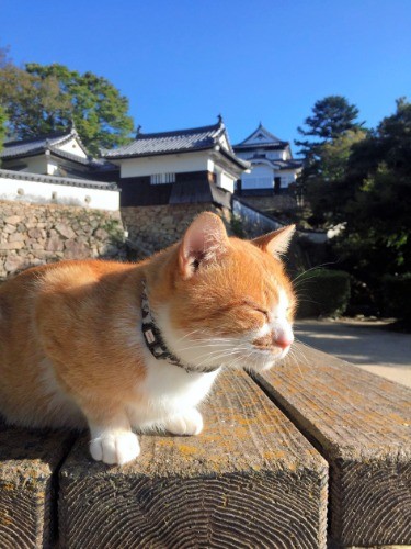 備中松山城でくつろぐ城主のさんじゅーろー＝高梁市観光協会提供