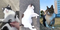 地域猫3匹（ネコ課長さん提供）