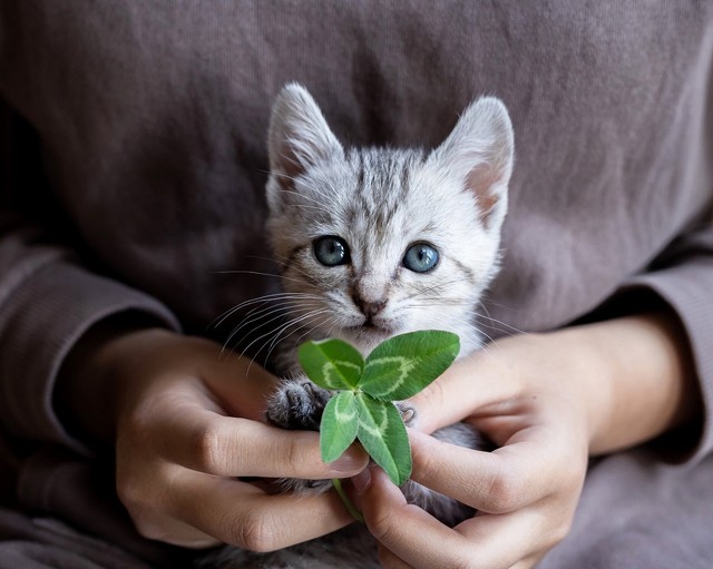 erikaさんいわく、「子猫らしく活発なところもあって毎日息子とおもちゃや追いかけっこをして遊んでいます。小学４年生の男の子と子猫の相性がちょうど良くそんな姿に見ている私も幸せになれます」というよつばちゃん。四つ葉のクローバーとともに（画像提供／erikaさん）