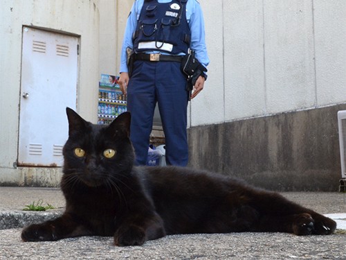 黒猫ジジは警察署の少年係所属！ おまわりさんたちのアイドル