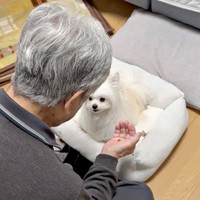 そっぽを向くかわいーぬちゃん（画像提供：かわいーぬさん）