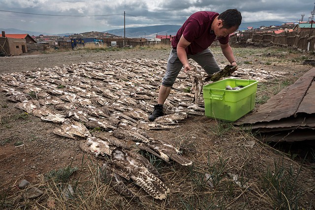 ULAANBAATAR, MONGOLIA, 27 MAY 2017: An image of over 300 Saker falcons electrocuted on powerlines covering only a small 55 kilometer study area. These falcons were collected in a study conducted over one year by Mongolia's Wildlife Science and Conservation Center, Batbayar Bold, one of their biologists is seen laying out the falcons for the count. There are over 4000 kilometers of powerlines in Mongolia, estimated to have killed over 5,000 Saker's alone in the last 5 years. Powerlines globally kill millions of raptors every year, this is due to a design defect which electrocutes birds when they touch the live wires. Mongolia's Wildlife Science and Conservation institute is attempting to convince power companies and government to implement design changes in an effort to curb the killing. Mongolia's government sells falcons to the Arabs of the UAE, long time falconer's for whom falconing is the sport of kings. The UAE helps to fund the research on powerlines and artificial nesting in Mongolia. (Photo by Brent Stirton/Verbatim for National Geographic Magazine.)