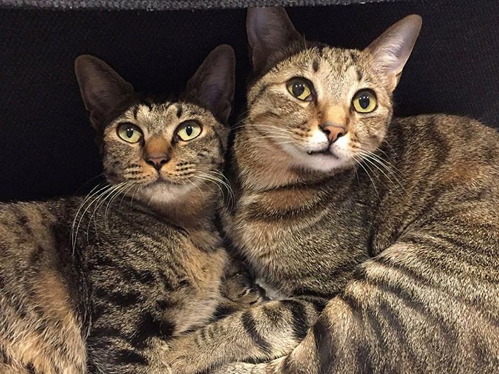 左がモモちゃん、右がくまくん