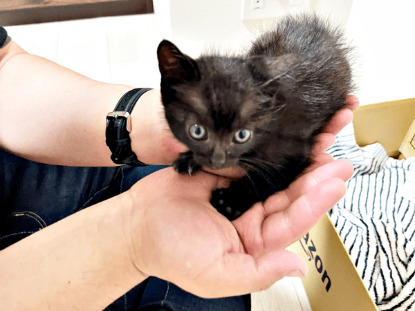 保護直後、両手のひらにおさまるぼたもちくん（画像提供：黒猫おはぎ 林遊眠@劇団ショウダウンさん）