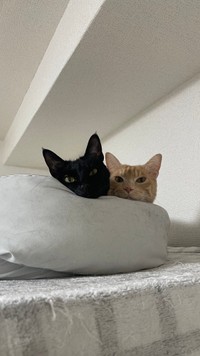 仲良くお昼寝中のノアールちゃん&ティーグルくん（提供：ティグノア🐈🐈‍⬛さん）