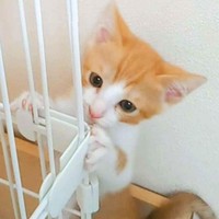 生後2カ月、おうちに迎えられたフランくん（画像提供：ふうさんちさん）