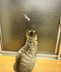 昼から待っていたヤモリをみつけたチョコくん（画像提供：Kamui_310さん）