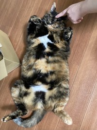 転がってかまってもらえて嬉しそうなきゅーちゃん（提供：きゅーちゃん成長日記さん）