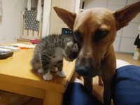 アイゼン君は子猫のお世話が大好きなんだワン