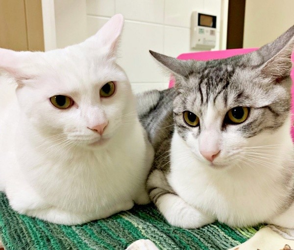 すくすくと成長した兄弟（左から）テンちゃん、センちゃん（画像提供：M家猫沢山さん）