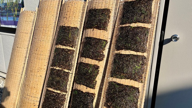 外で天日干しされている能登半島の海苔（提供：そらさん）