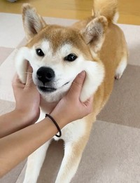 むにゅ！ ふっくらほっぺが愛らしいももちゃん（画像提供：柴犬 ももさん）