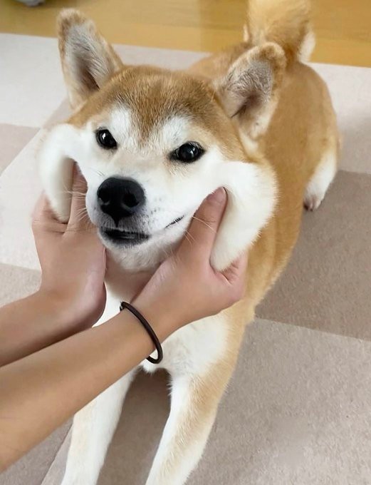 むにゅ！ ふっくらほっぺが愛らしいももちゃん（画像提供：柴犬 ももさん）