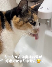 ちーちゃんはお湯を飲むのが大好き！（提供：@mozmoz0704さん）