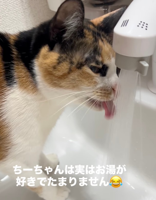 ちーちゃんはお湯を飲むのが大好き！（提供：@mozmoz0704さん）