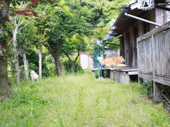 高知の貸コテージで宙を舞う福助