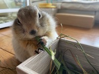 ハチくんは普段ご飯にチモシーを食べているという（提供写真）