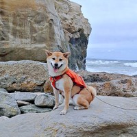海岸を散歩するゆづちゃん（画像提供：柴犬 ゆづさん）