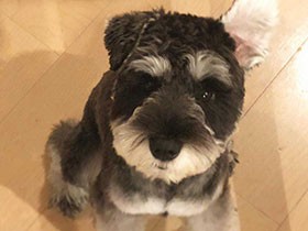 「お帰りなさい」甘え顔　ミニチュアシュナウザーの「ファビオ」
