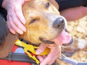 保護犬猫を迎えたい方に知ってほしい　５つのとても大切なこと